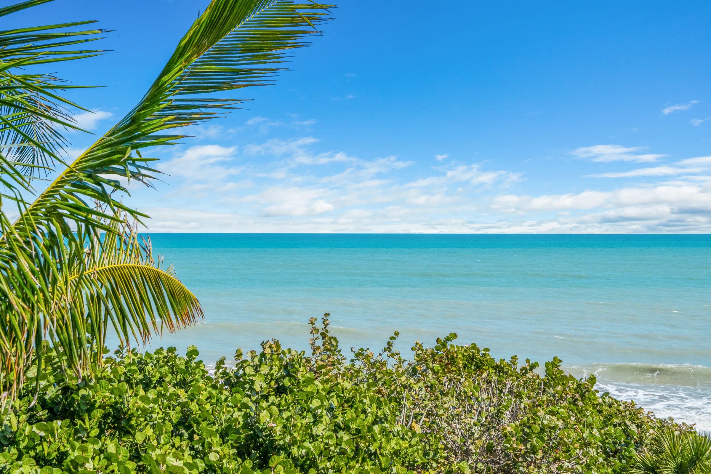 Palm fronds framing the Atlantic